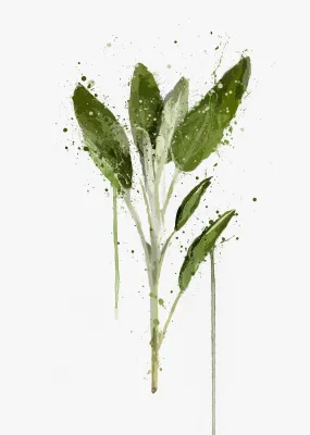 Herb Wall Art Print 'Sage'